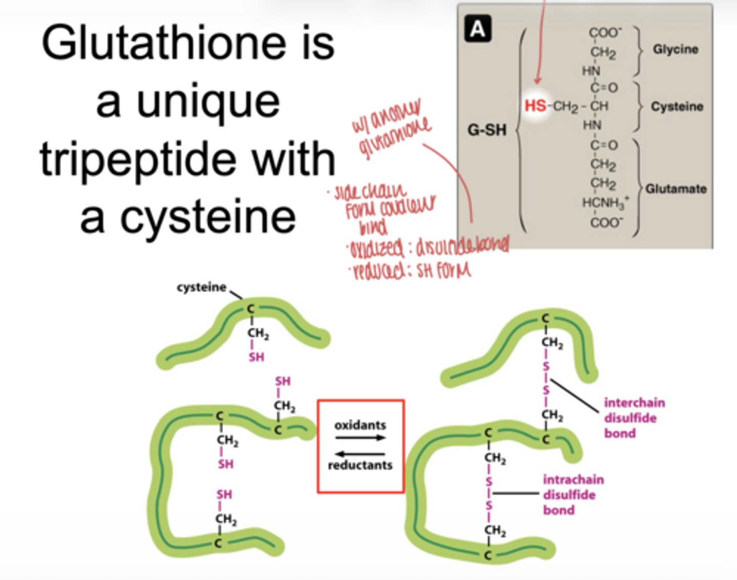 <p>the -SH (thiol) group on cysteine</p>