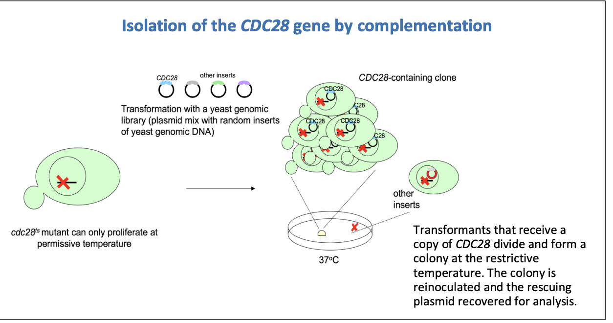 <ol><li><p>Take the cells which have the mutants</p></li><li><p>These cannot proliferate at restrictive temperature</p></li><li><p>Transform with a yeast genomic library</p><ul><li><p>plasmid mix with random inserts of yeast genomic DNA</p></li></ul></li><li><p>Grow on restrictive temperature</p></li><li><p>The ones that <strong>can grow</strong> must be the ones that have <strong>receieved a CDC28 plasmid (</strong>which we don’t really know yet!)</p></li><li><p>Take these cells and analysis which plasmid they got</p></li><li><p>Sooo now we know which gene the mutant had come from</p></li><li><p>Can now try figure out what this gene encodes</p></li></ol><p><strong>So now we know a bit more about the START</strong></p><p></p>