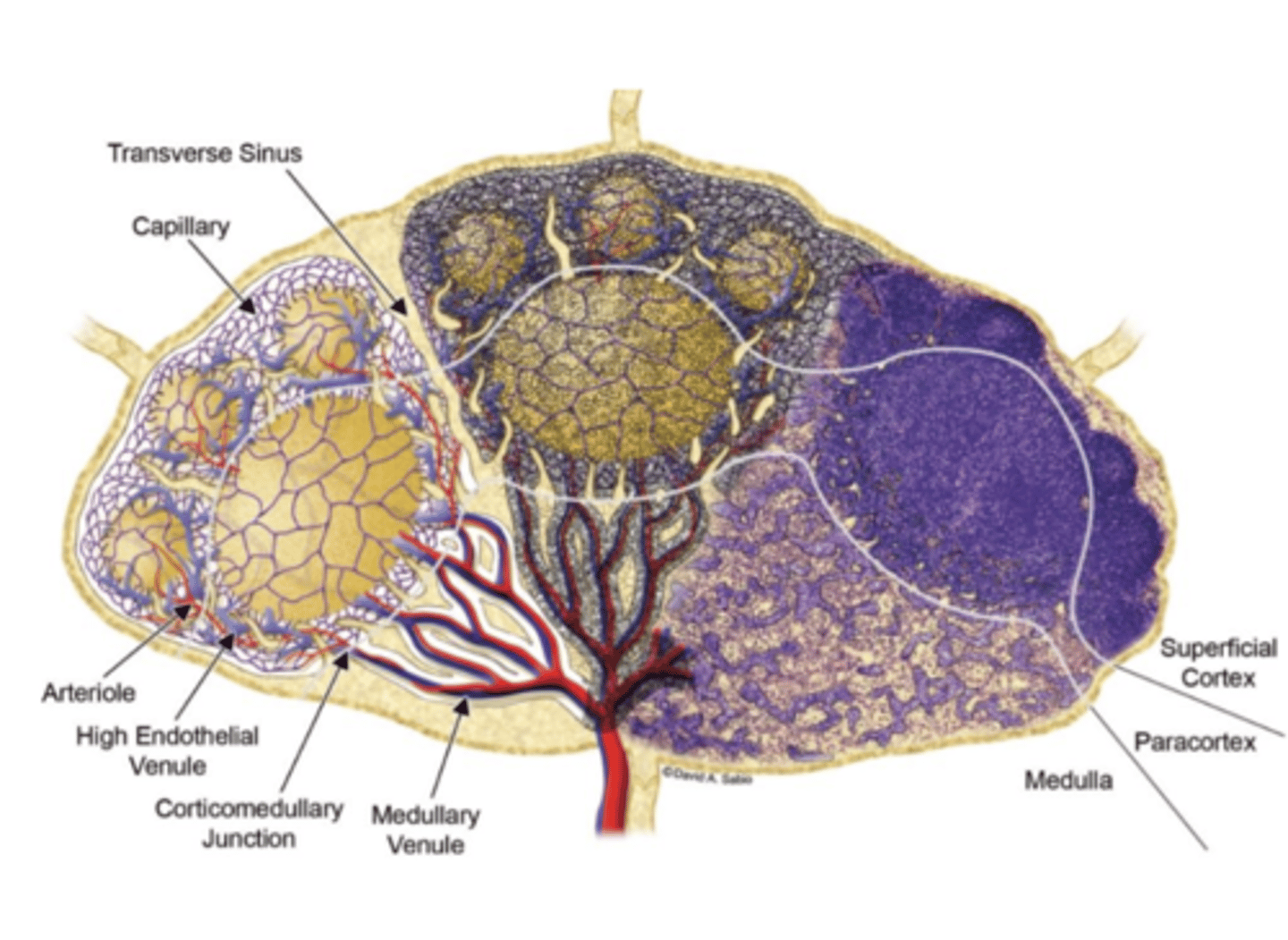 <p>Antigens enter through _________________, and lymphatic fluid exits through the _______________________. The yellow follicles here are rich in ______ while the purple bands are rich in _____________</p>