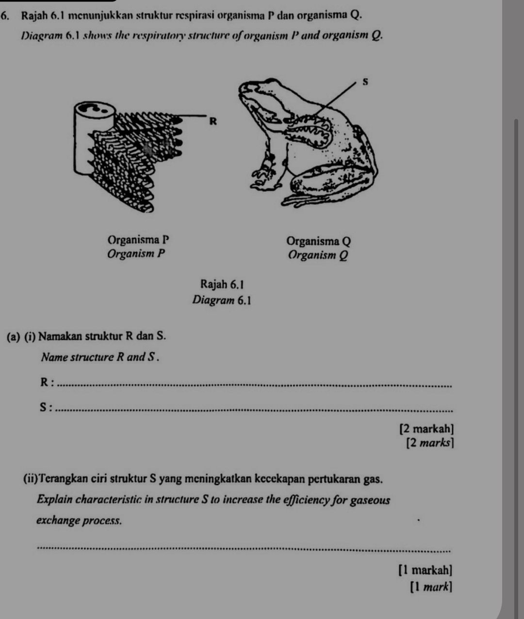 term image