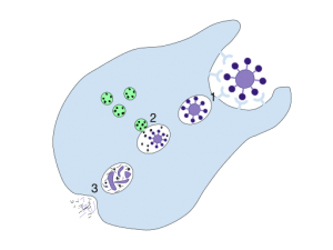 The process in which a cell envelops a foreign object 