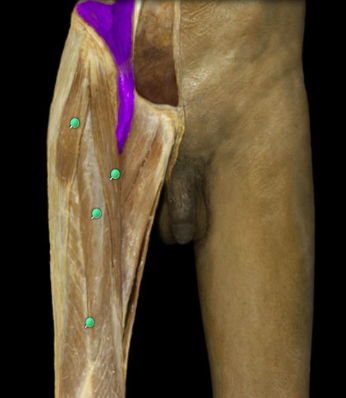 flexion of thigh