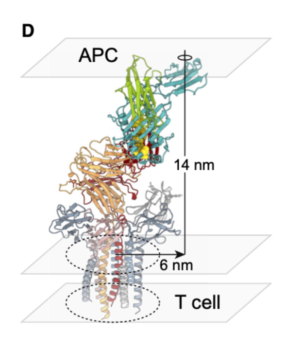 <p>What is significant about the spacing at the TCR–APC interface, revealed by CryoEM?</p>