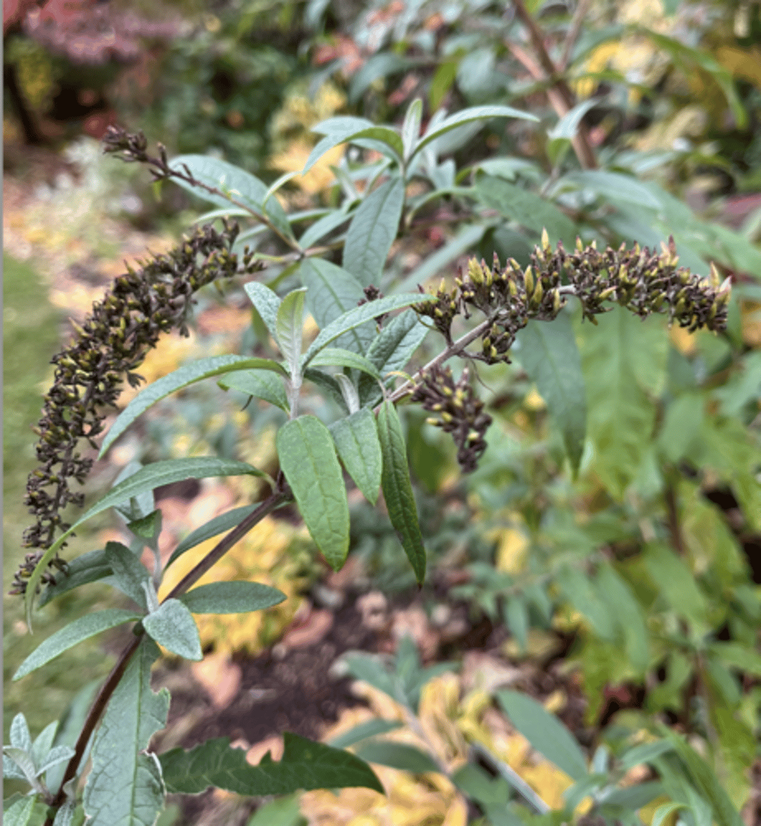 <p>infructescence, flowers on new wood, clustered leaves at tip, squared stems, opposite leaves, hairs on leaves</p>