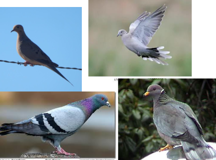 <p>pigeons and doves</p>