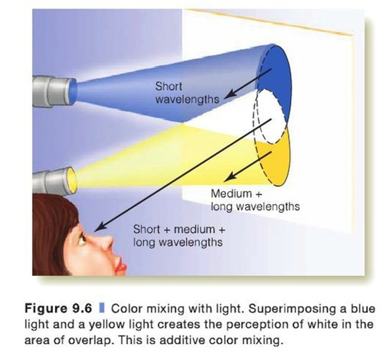 <p>Mixing lights is additive (combining wavelengths), while mixing paints is subtractive (removing wavelengths from white light).</p>
