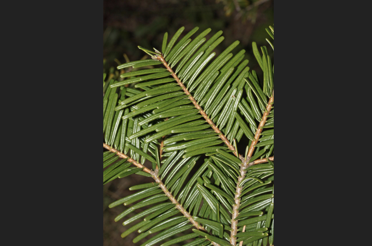 <p>identify by leaves</p>