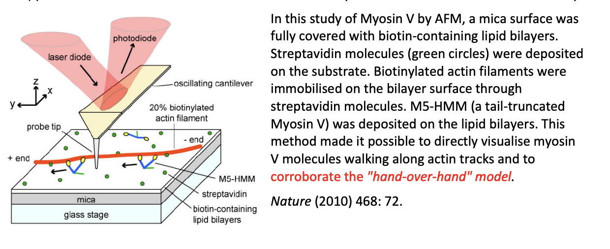 <ol><li><p>mica surface sully covered with biotin-containing lipid bilayers</p></li><li><p>Streptavidin molecules (green circles) deposited on the substrate</p></li><li><p>biotinylated actin filaments immobilised on the bilayer surface through streptavidin molcules</p></li><li><p>M5-HMM (a tail-truncated Myosin V) deposited on the lipid bilayers</p></li></ol><p>Overall: Made is possible to directly visulaise myosin V molecues walking along actin tracks and to <strong>corroborate</strong> the ‘hand-over-hand’ model</p><p></p><p></p>