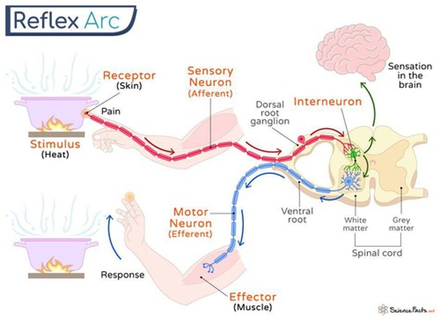 <p>It does not involve the brain; instead, information is relayed via the spinal cord.</p>