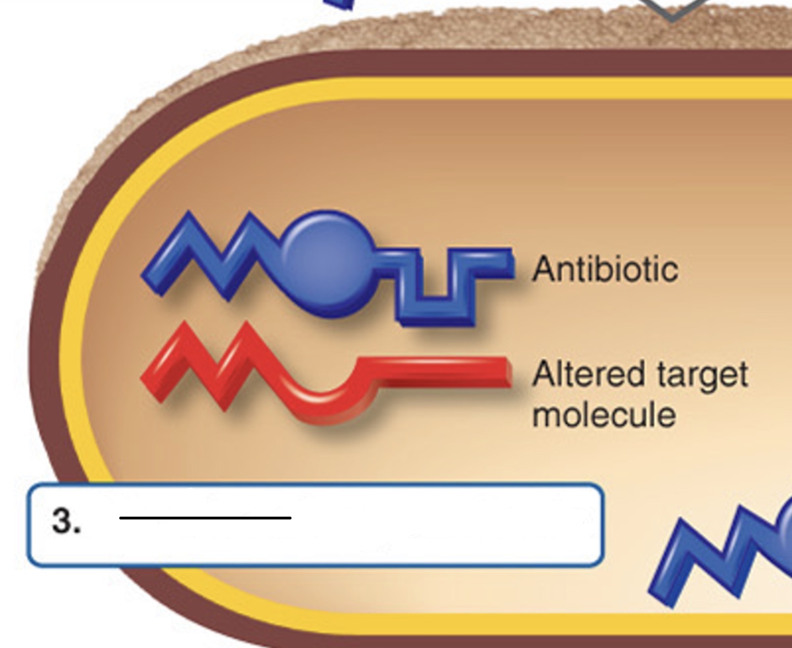 <p>Which mechanism of antibiotic resistance is this?</p>