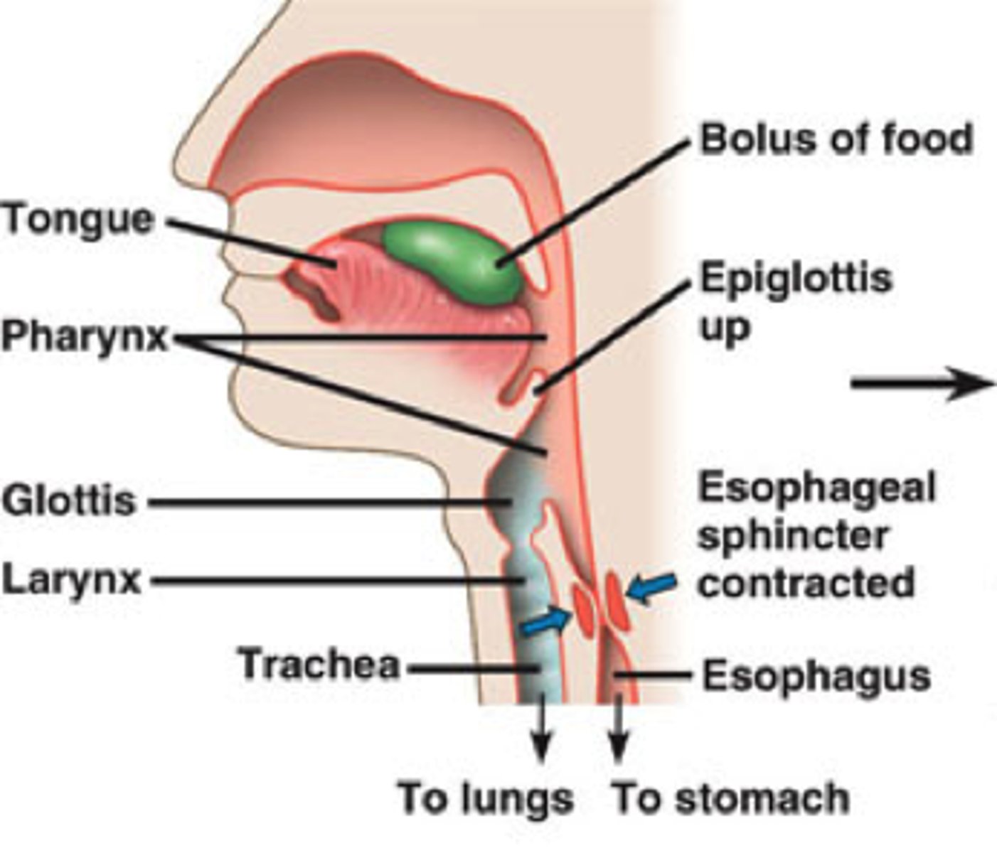 <p>tongue pushes bolus to back of oral cavity</p>