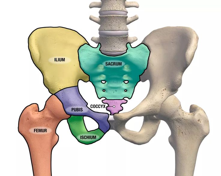 <p>Hip</p>