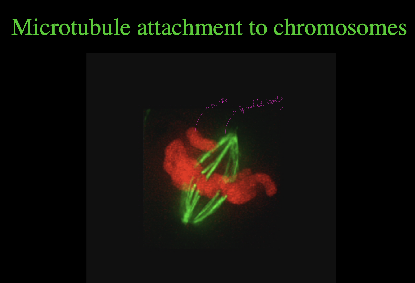 <ul><li><p>attach chromosomes to mitotic or meiotic spindles</p></li></ul><p></p>