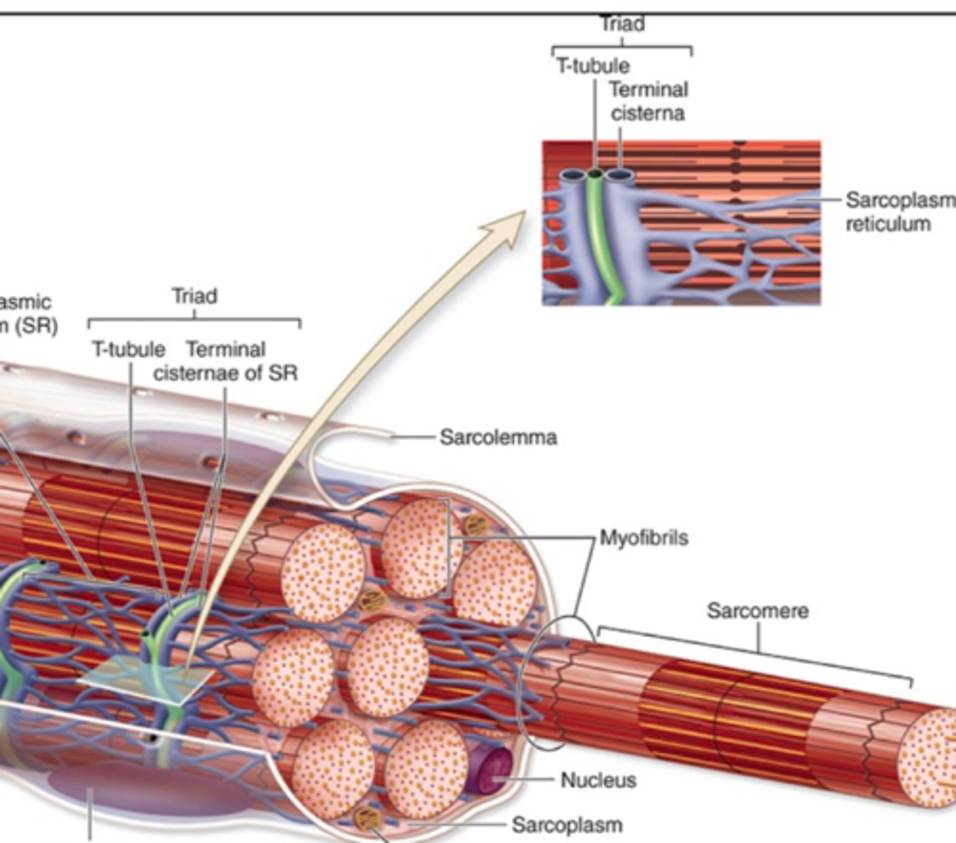 <p>What structure is surrounded by t-tubules?</p>