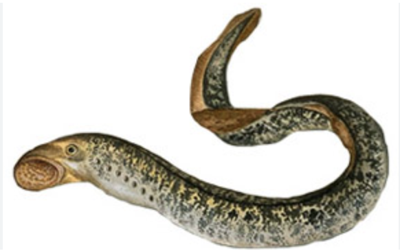 <p>(L10) eel-like fish, no jaws</p><p>slimy and smooth skin, notochord and simple cartilage skeleton, no jaw has teeth and toothed tongue, 2 chambered heart, <strong>7 pair gill slits</strong>, fertilization external and <strong>oviparous</strong>, brain with small cerebrum, poikilotherm</p>