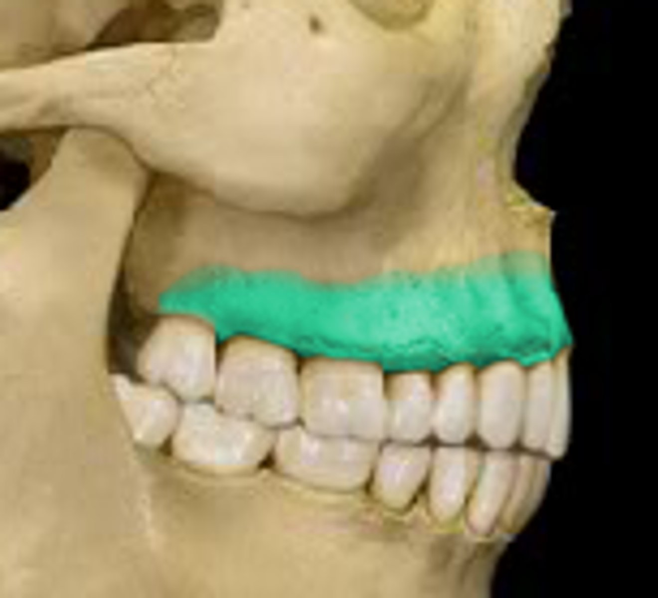 <p>curved, inferior margin of the maxilla that supports and anchors the upper teeth</p>