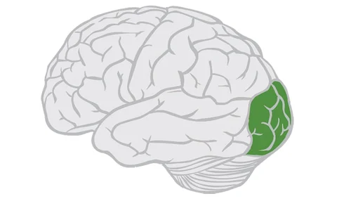 <p><span style="color: red;">portion of cerebral cortex lying at the back of the head, includes areas that receive info from <strong>visual</strong> fields</span></p>