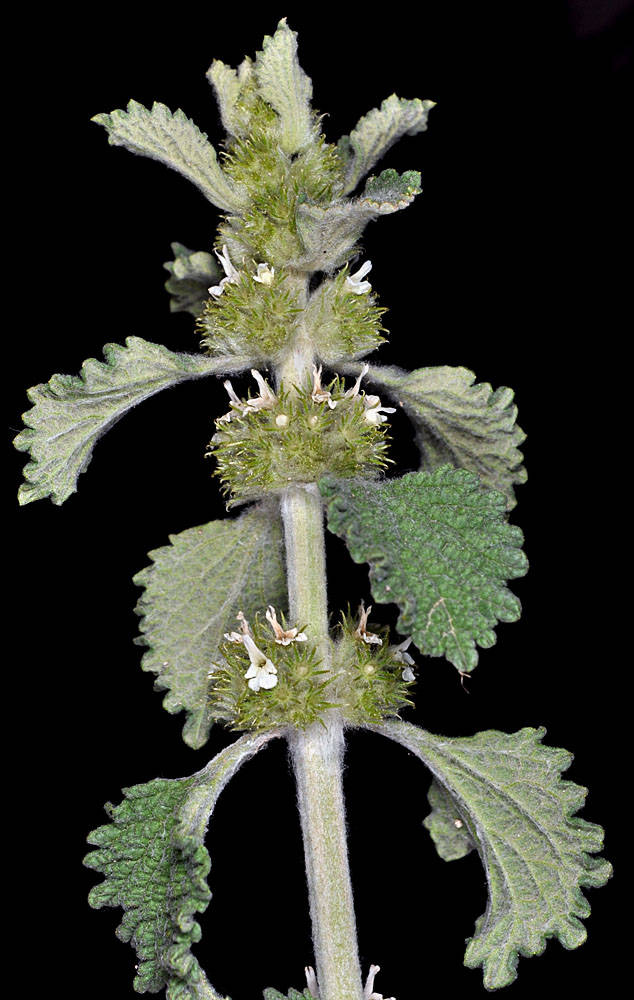 <p>White horehound (Invasive)</p>