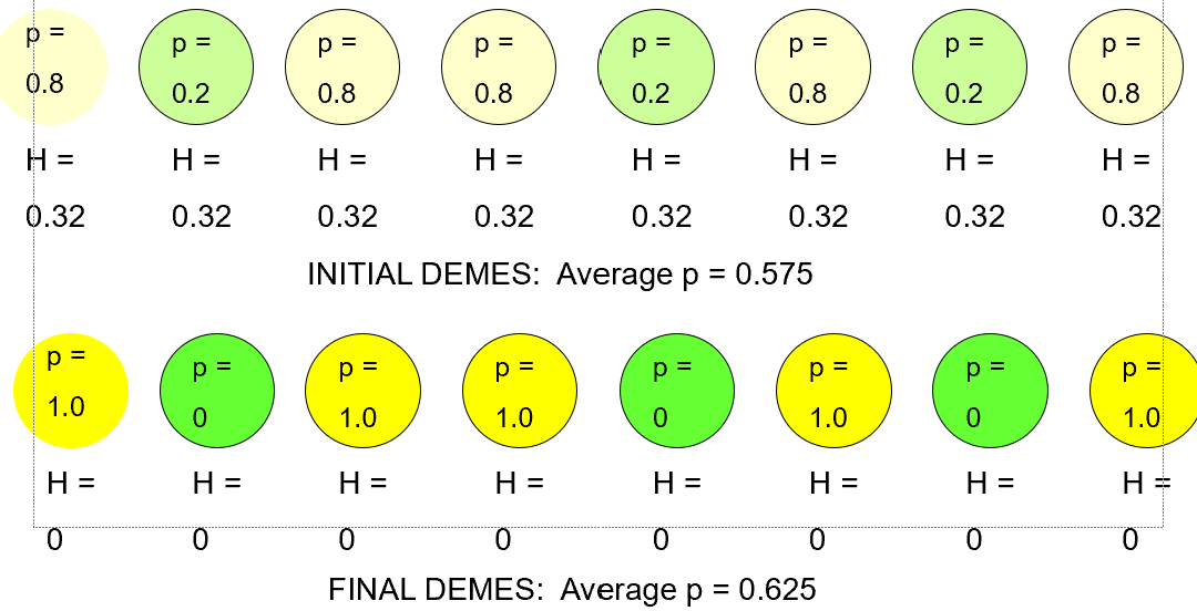 <ol start="7"><li><p>Among demes in a metapopulation, the average allele frequency (p) changes little (small number of demes) or not at all (large number of demes), but as allele frequencies in each deme become 0 or 1 over time, the frequency of heterozygotes (H) declines to 0 in each deme, AND in the metapopulation as a whole.</p></li></ol>