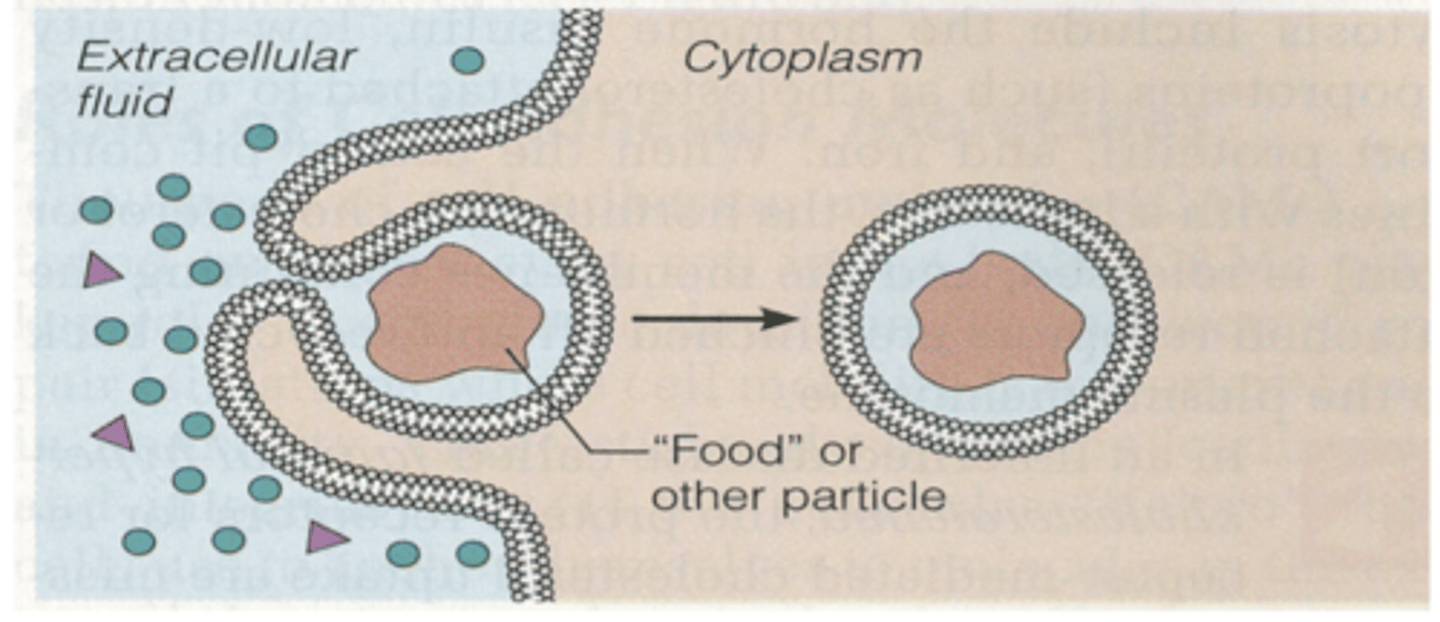 <p>What is Endocytosis? </p>