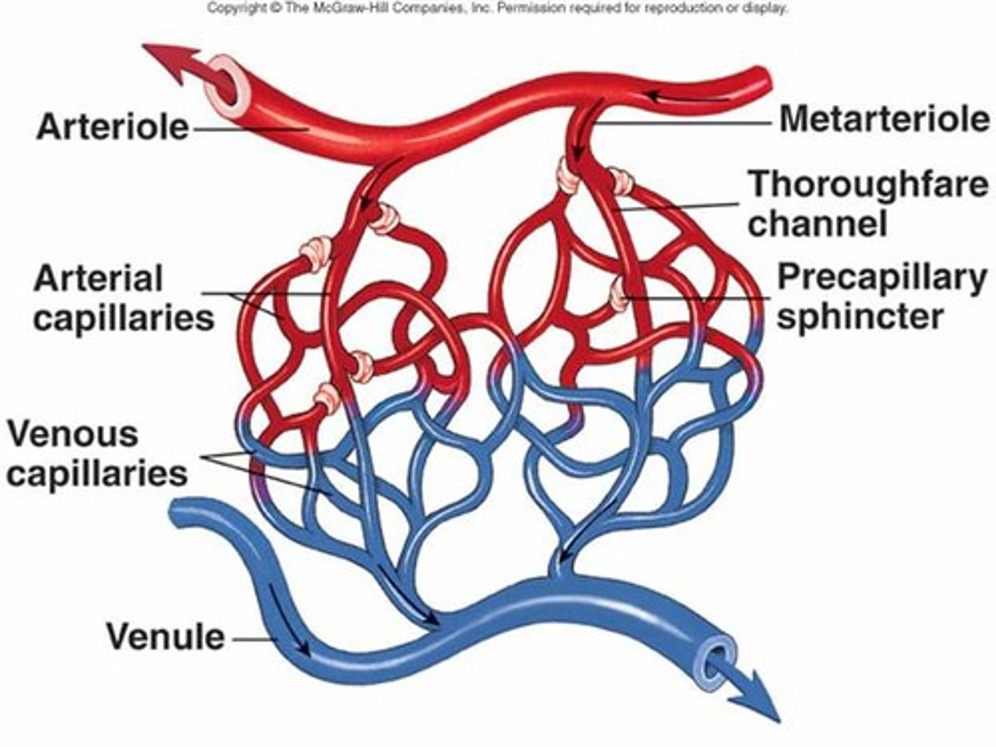 <p>interwoven network of capillaries between arterioles and venules</p>