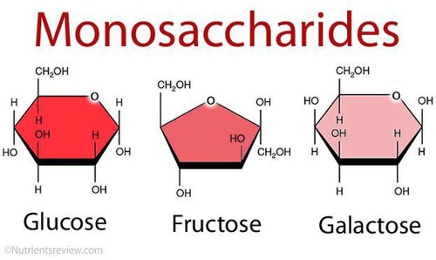 <p>monosaccharide or sugars (glucose) --OH</p>