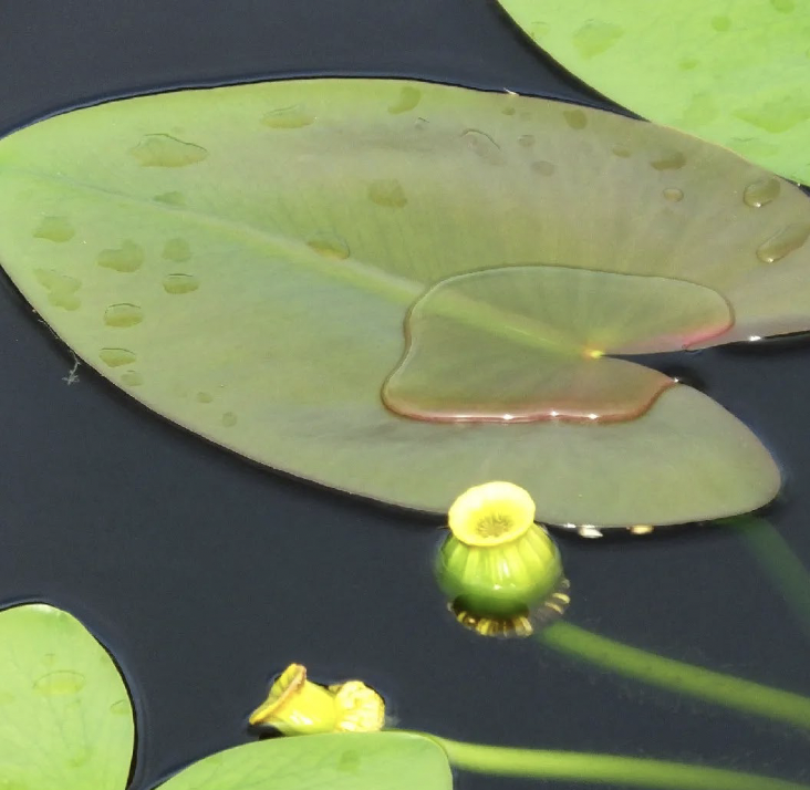 <p>may-sept</p><p>part sun part shade</p><p>Native aquatic with floating, heart-shaped leaves and yellow, cup-shaped blooms.</p>