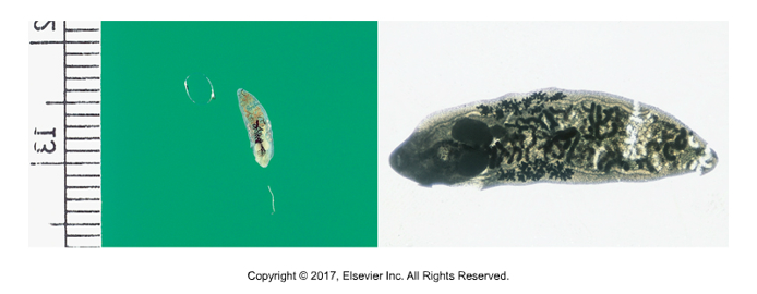 <p>    “Lizard poisoning fluke”</p><ul><li><p>Affects: Cats​</p></li><li><p>    Adult in bile ducts​</p></li><li><p>Found: In S. America, Southern U.S. Carribbean, Pacific Islands​</p></li><li><p>    1st intermediate host: land snail ​</p></li><li><p>    2nd intermediate host: lizard​</p></li><li><p>Cause of infection: Ingestion of infected lizards​</p></li><li><p>    Not zoonotic​</p></li><li><p>    Diarrhea, vomiting, jaundice​</p></li><li><p>    Tiny, only 4 to 8 mm long​</p></li><li><p>    Eggs can be found in fecal flotation</p></li></ul><p></p>