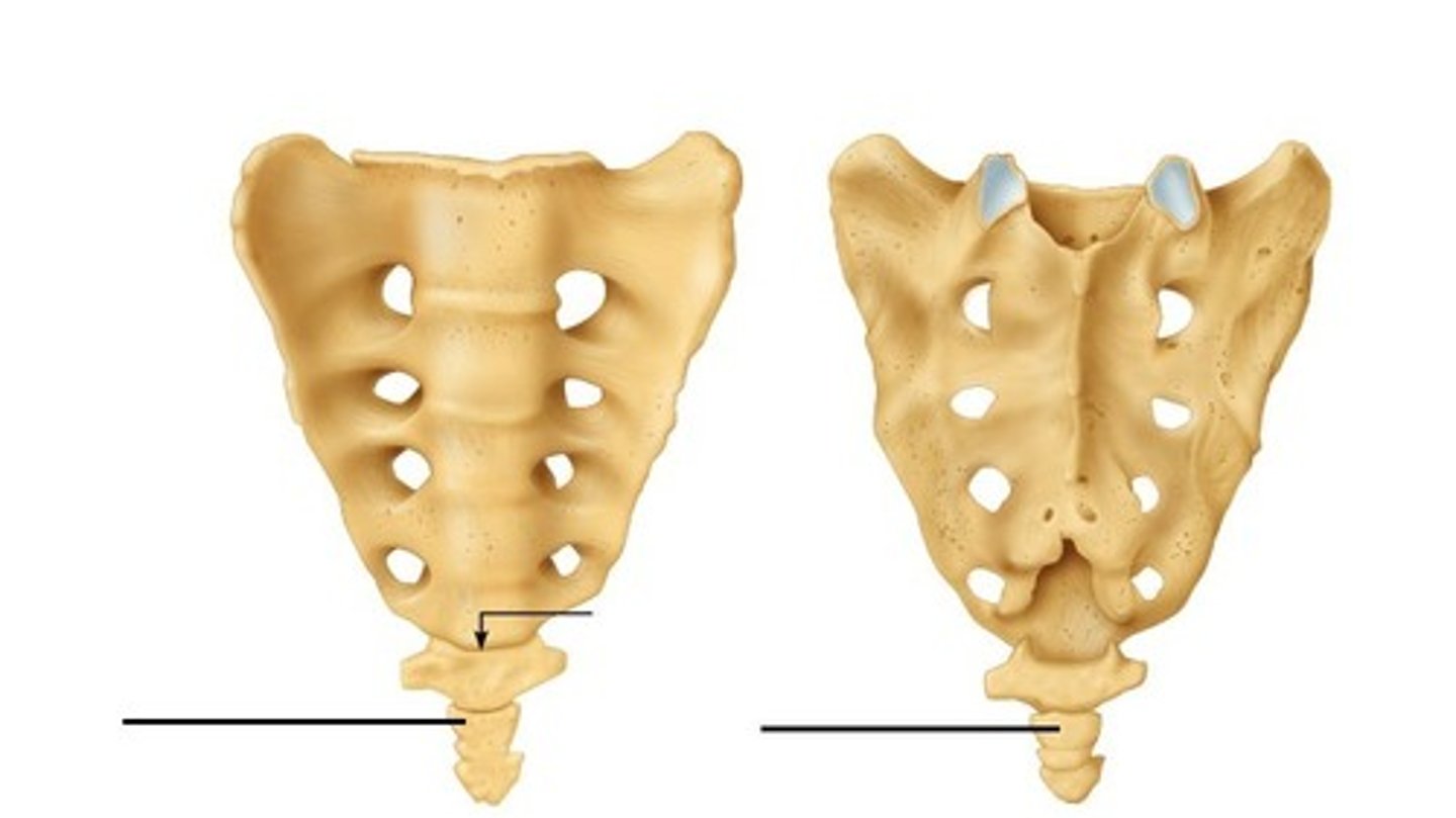 <p>3-5 fused vertebrae; aka tailbone</p>