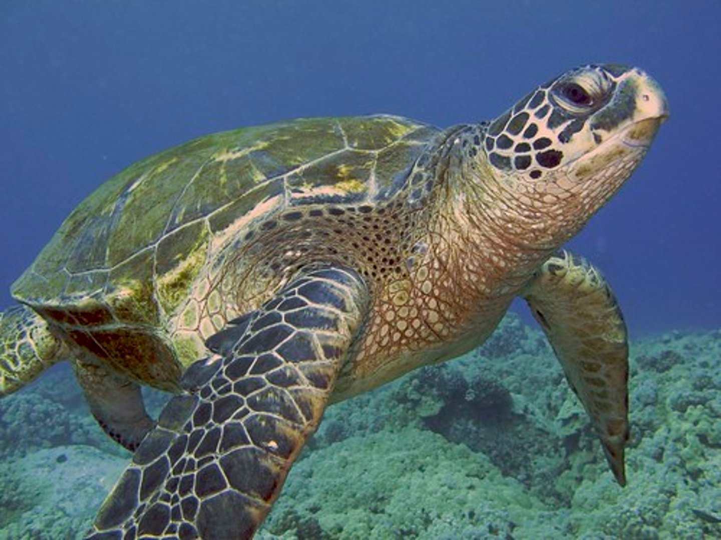 <p>(sea) turtle</p>