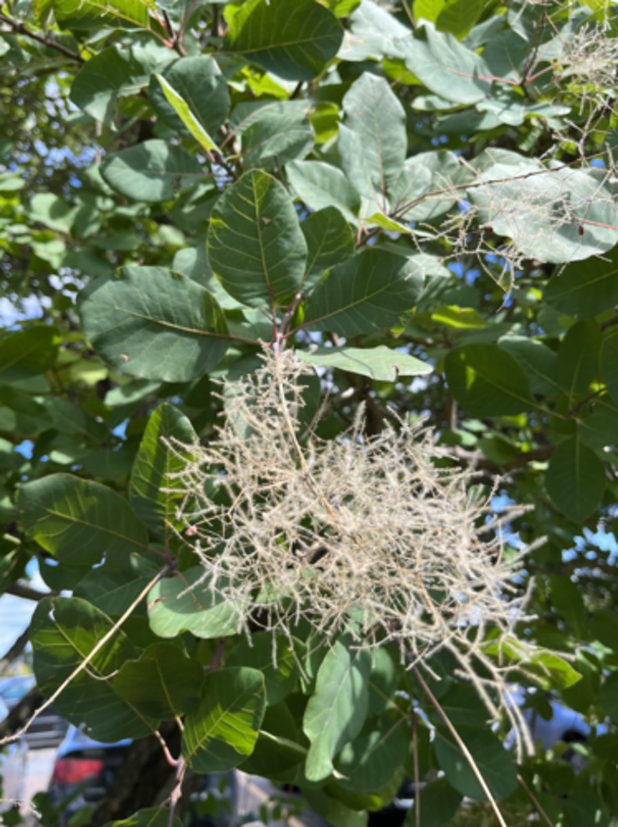 <p>smoky infructescence, entire, lighter green</p>