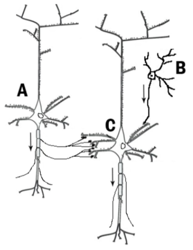 <p>Can you recognize all the cell types? How are they connected? Which cells receive excitatory vs inhibitory input? Which cell(s) are more likely to fire?</p>