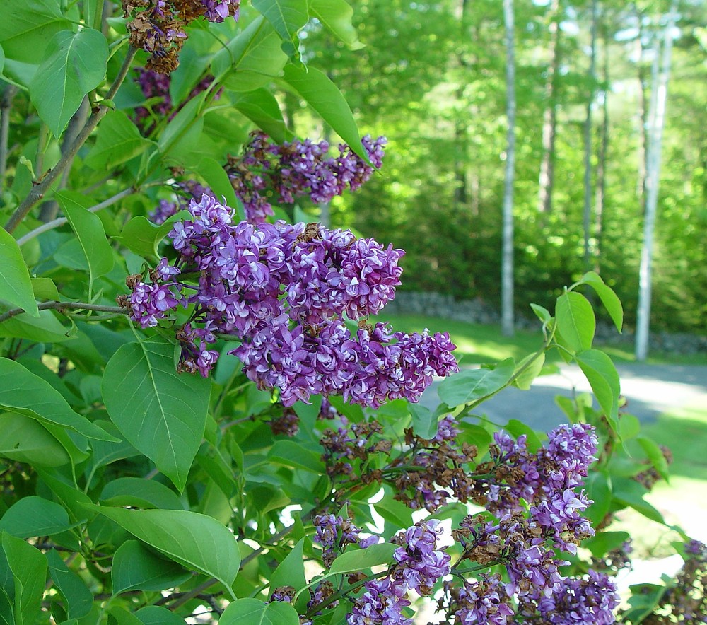 <p>Panicles of flowers, most often thicketing shrubs, opposite&nbsp;arrangement, entire margins and chordate bases, small paired terminal buds</p>