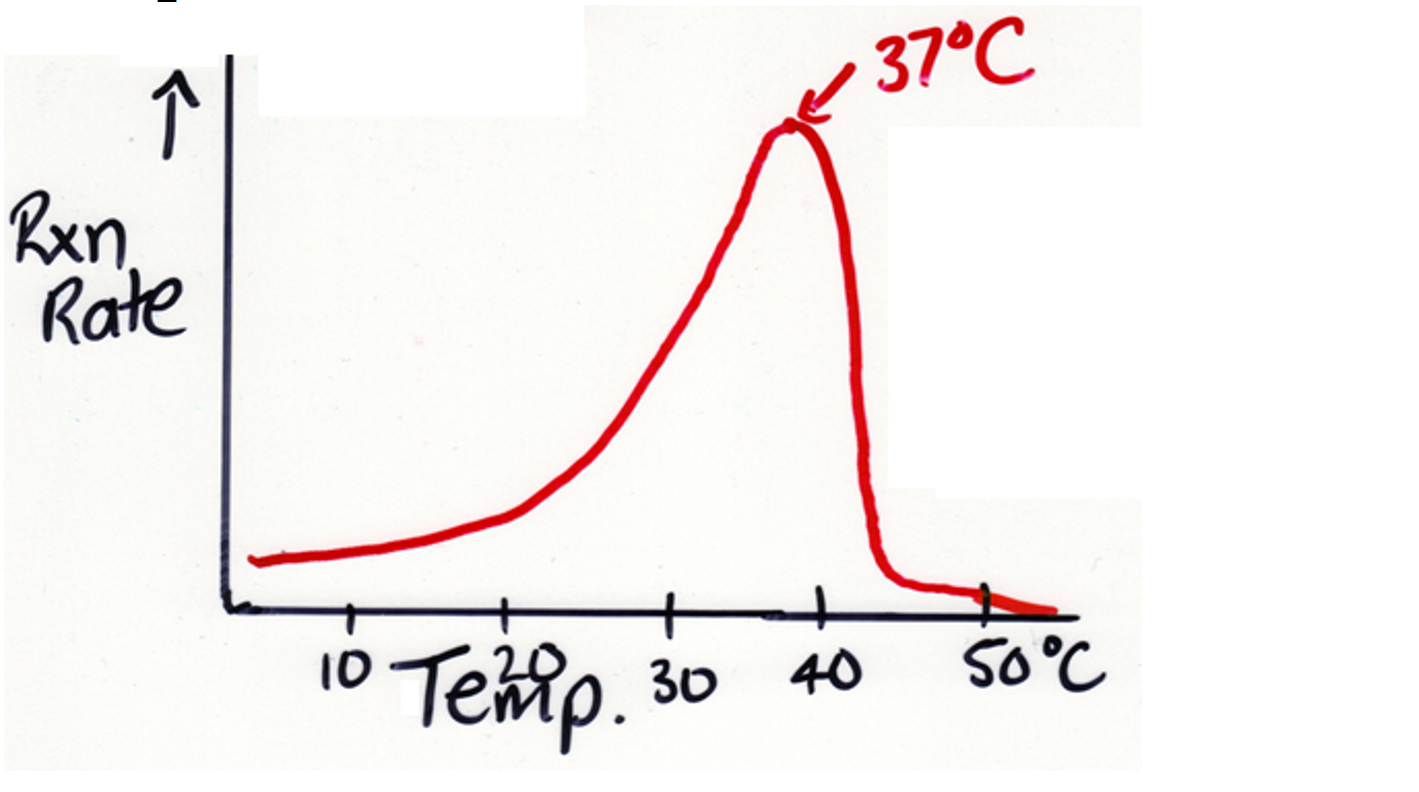 <p>TEMPERATURE affects the enzymatic activity</p>