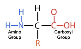 <p>CHON(S); amino acid chains</p><ul><li><p>amine group, carboxyl group, hydrogen atom, r group</p></li></ul><p></p>