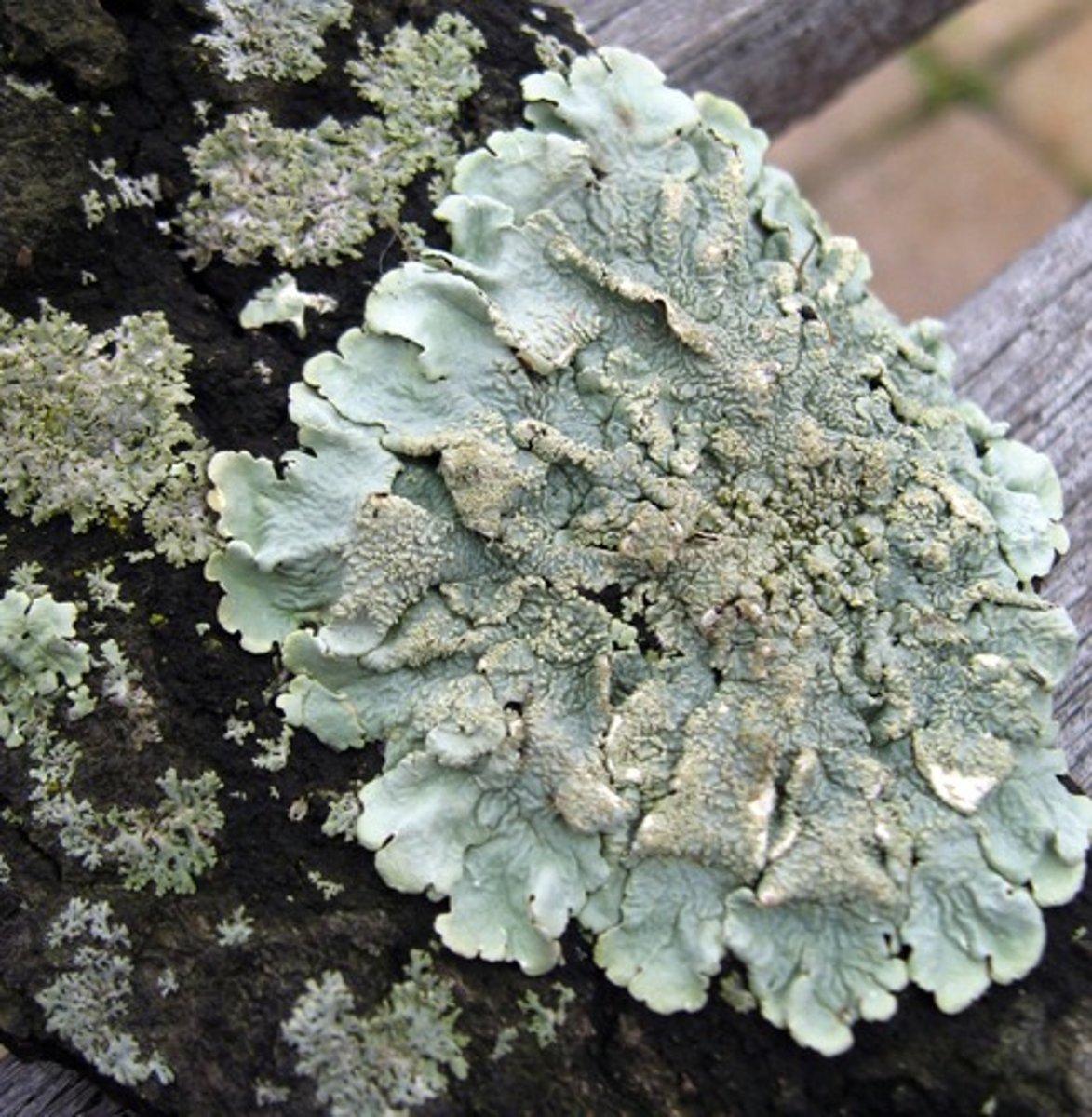 <p>leaf-like lichen</p>