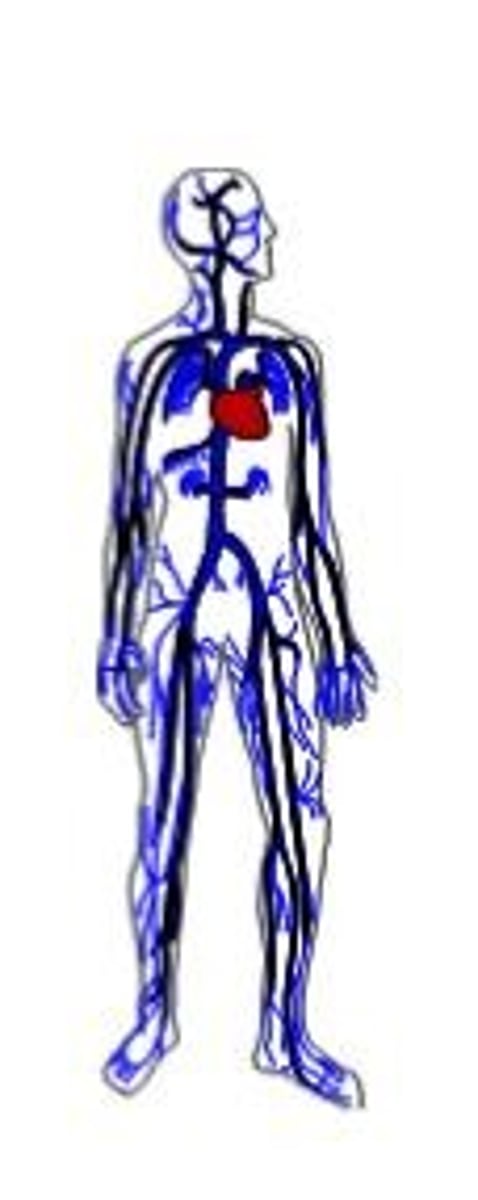 <p>transports nutrients, gases and wastes in blood</p>