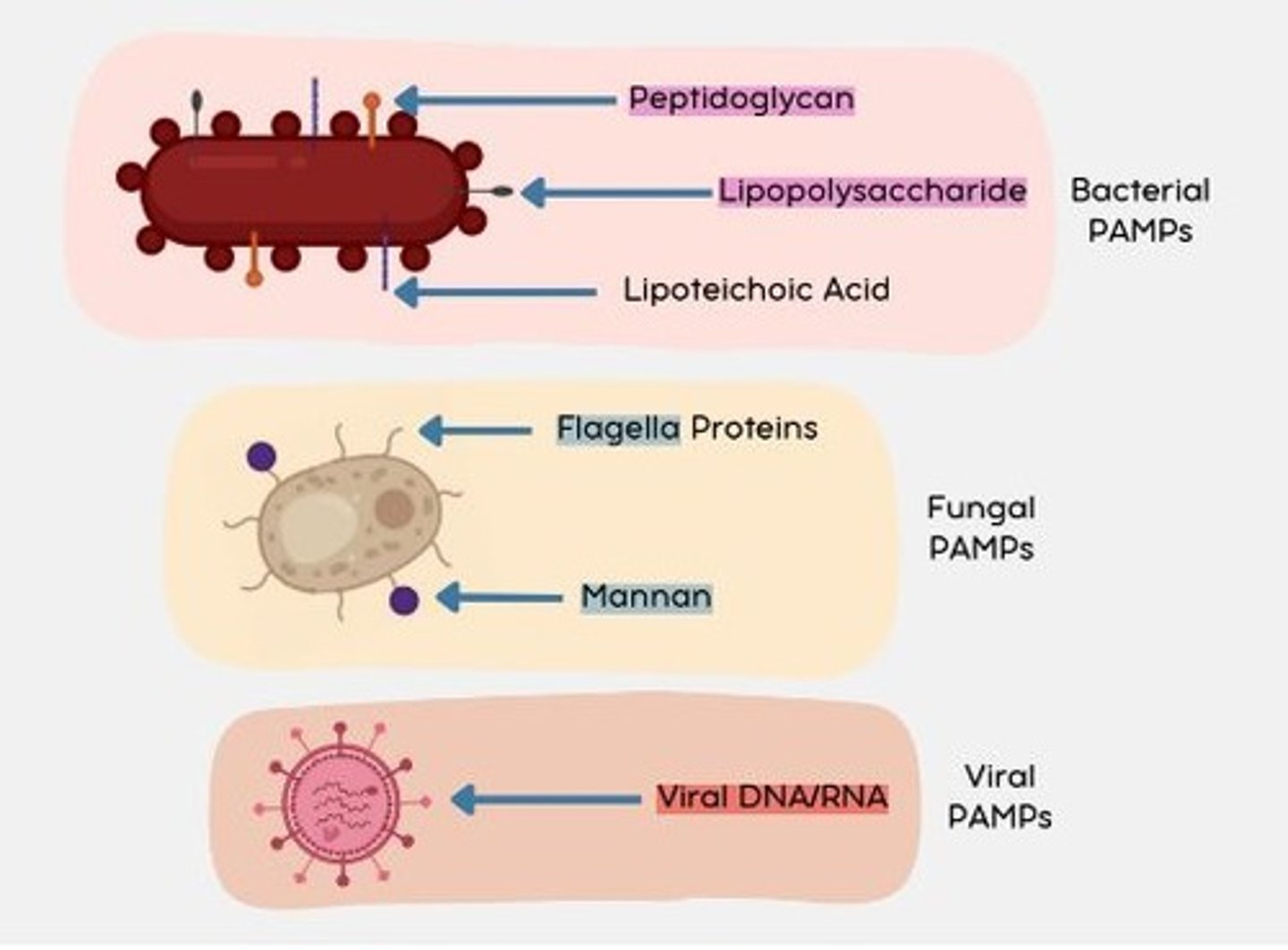 <p>Flagella proteins</p><p>Mannan</p>