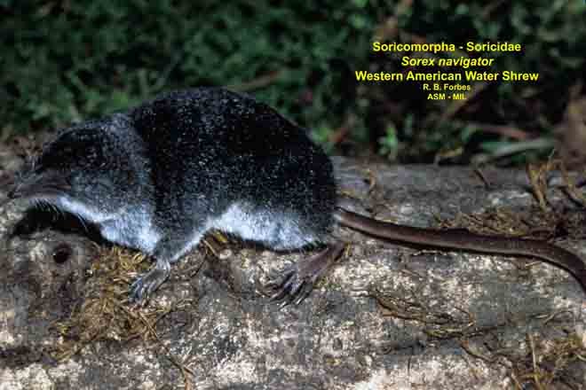<p>Sorex palustris</p>