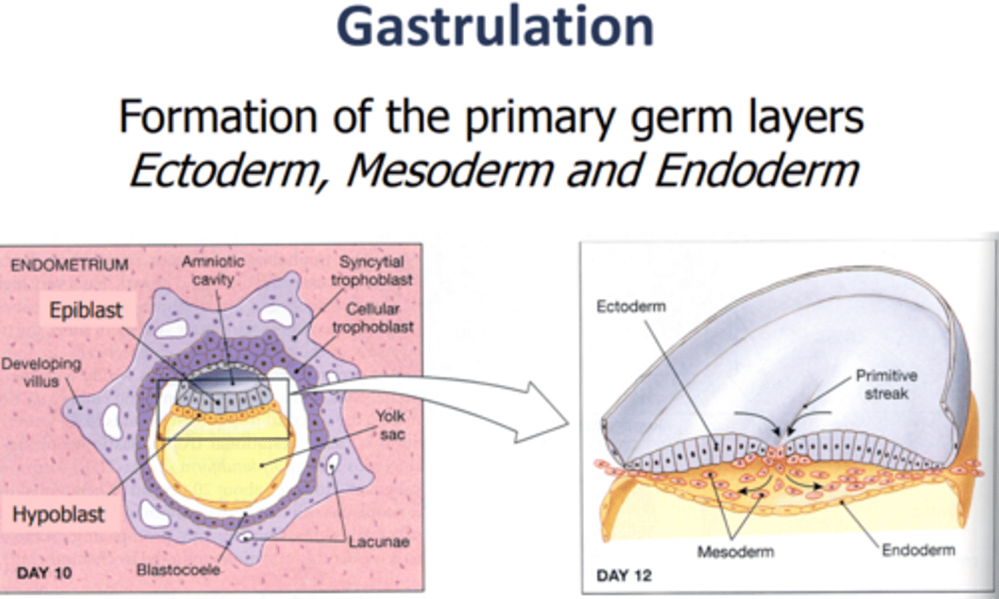 <p>This image shows the process of gastrulation. Gastrulation occurs when a blastula, made up of one layer, folds inward and enlarges to create a gastrula. A gastrula has 3 germ layers--the ectoderm, the mesoderm, and the endoderm. Some of the ectoderm cells from the blastula collapse inward and form the endoderm.</p><p>Gastrulation is the process in which the ICM (inner cell mass) in converted into the trilaminar embryonic disc, which is comprised of the three germ layers (ectoderm, mesoderm and endoderm).</p>