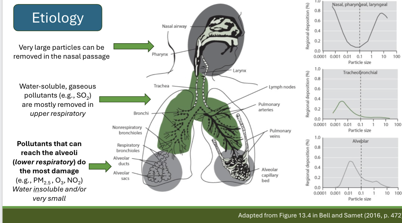 <p>describe the characteristics of air pollutants that make them more hazardous to health and why</p>