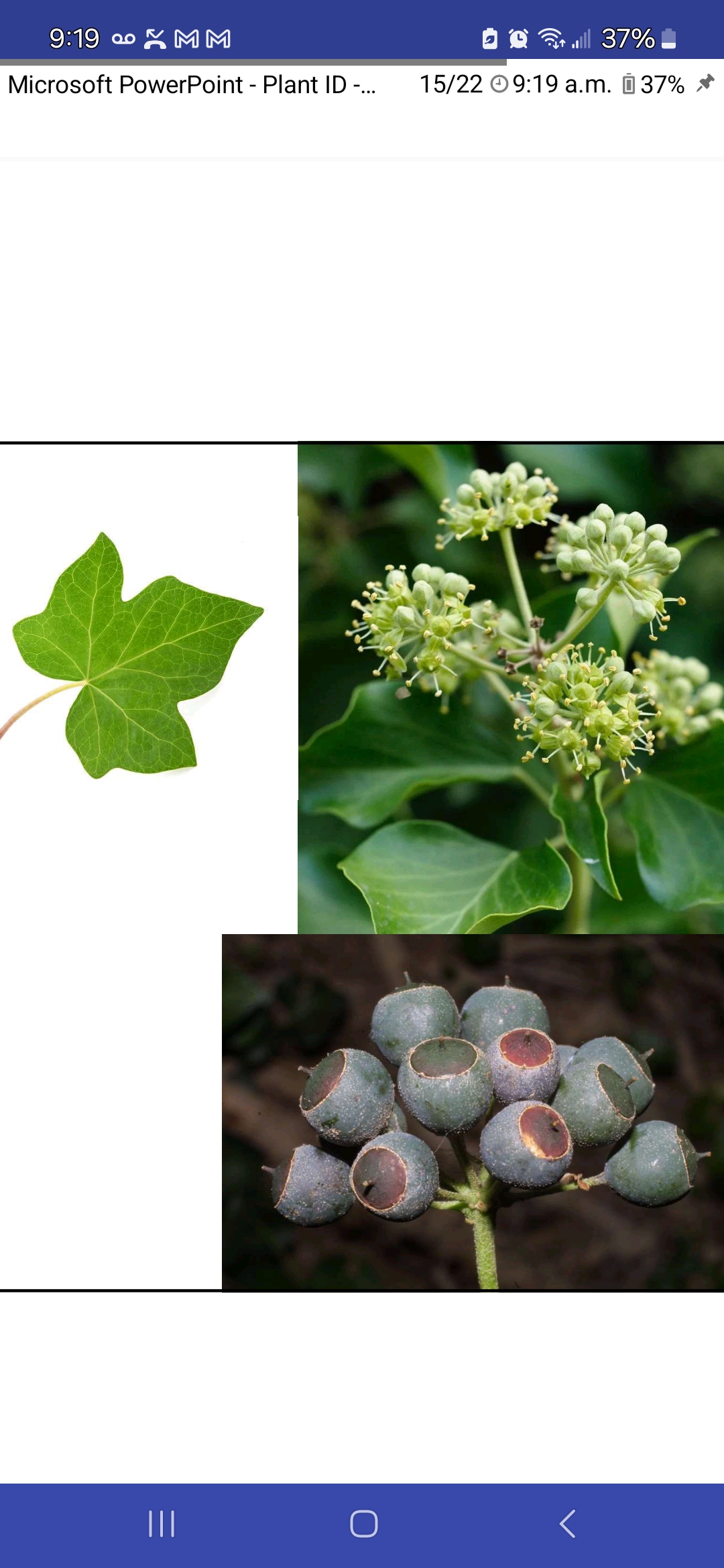 <p>Hedera helix, Araliaceae</p>