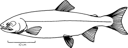 <p>Salmon, trout, charr (Chinook salmon, chum salmon, coho salmon)</p><ul><li><p>adipose fin behind 1st dorsal</p></li><li><p>low pectoral fins</p></li><li><p>abdominal pelvic fins</p></li><li><p>no spines in fins</p></li><li><p>anadromous</p></li></ul><p></p>