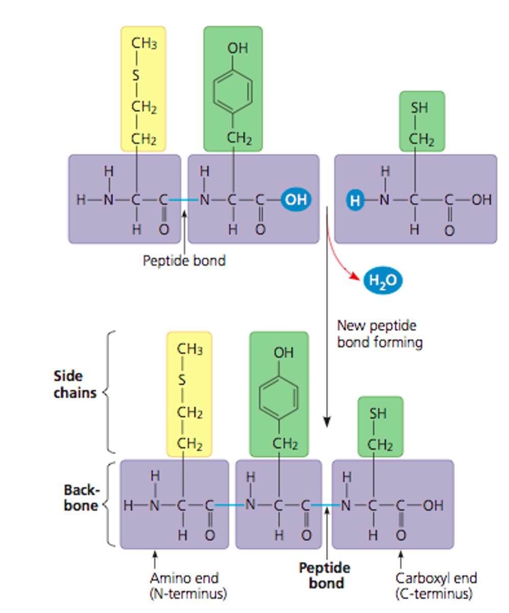 <p>A polymer (chain) of many amino acids linked together by peptide bonds.</p><p>- dehydration reaction links carboxyl of one amino to amino grp of next amino acid</p><p>- Starts from amino end (N-terminus), backbone is repetitive and wear amino acid side chains added to</p><p>-&gt; can range in length from a few to &gt;1000s monomers</p><p>- each polypeptide has unique linear seq of amino acids</p>