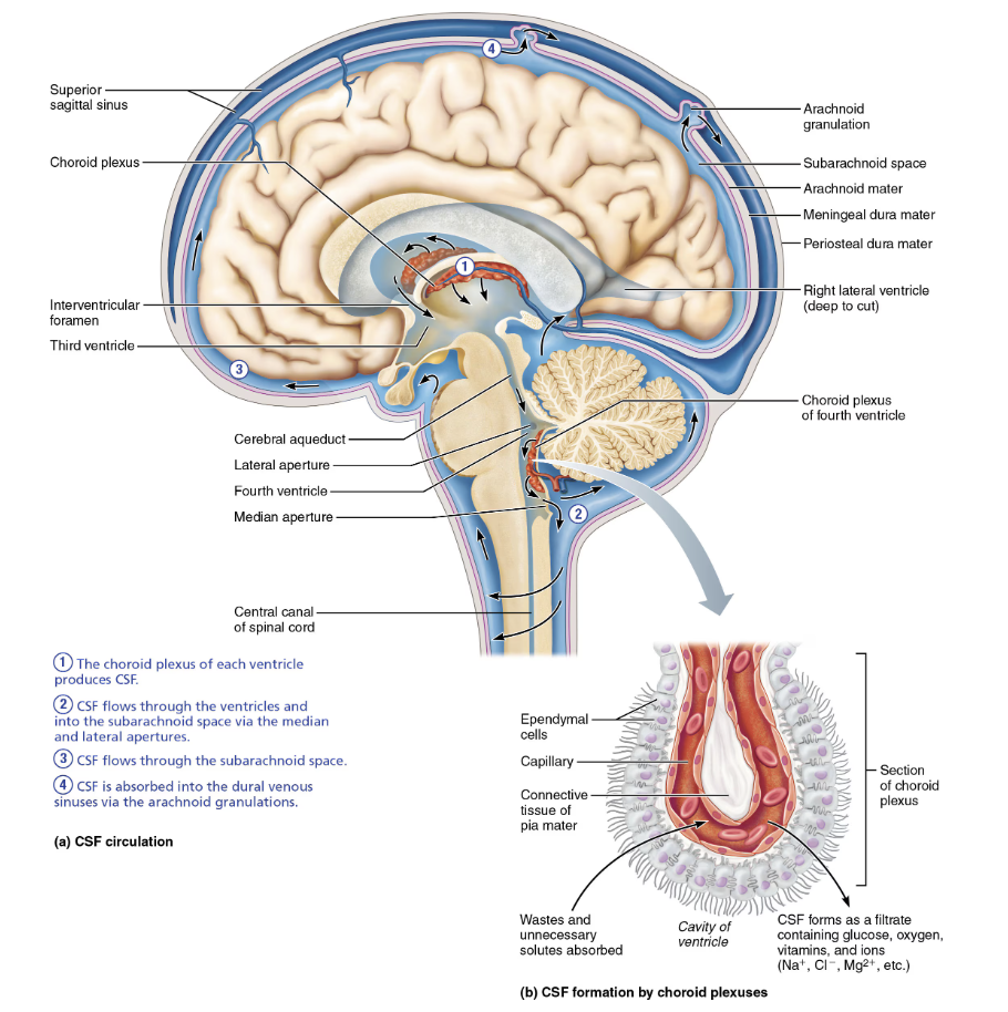 <ol><li><p>The <span style="color: red"><strong>choroid plexus </strong></span>of each ventricle produces CSF </p></li><li><p><strong>CSF</strong> flows through ventricles and into the <span style="color: purple"><strong><mark data-color="purple" style="background-color: purple; color: inherit">subarachnoid space</mark></strong></span><em> </em>via the <span style="color: red"><strong>median</strong></span> and <span style="color: red"><strong>lateral apertures</strong></span> </p><ul><li><p><em>Arachnoid mater</em></p></li></ul></li><li><p><strong>CSF</strong> flows through <span style="color: purple"><strong><mark data-color="purple" style="background-color: purple; color: inherit">subarachnoid space</mark></strong></span></p><ul><li><p><em>Arachnoid mater</em></p></li></ul></li><li><p>CSF is absorbed into the <span style="color: purple"><strong><mark data-color="purple" style="background-color: purple; color: inherit">dural venous sinuses</mark></strong></span><mark data-color="purple" style="background-color: purple; color: inherit"> </mark>via the <span style="color: blue"><strong><mark data-color="blue" style="background-color: blue; color: inherit">arachnoid granulations</mark></strong></span></p><ul><li><p><em>Dura mater </em></p></li></ul></li></ol><p></p>