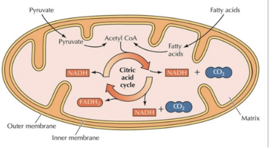 <p>a central series of biochemical reactions, occurring in the <strong>mitochondrial matrix</strong></p>