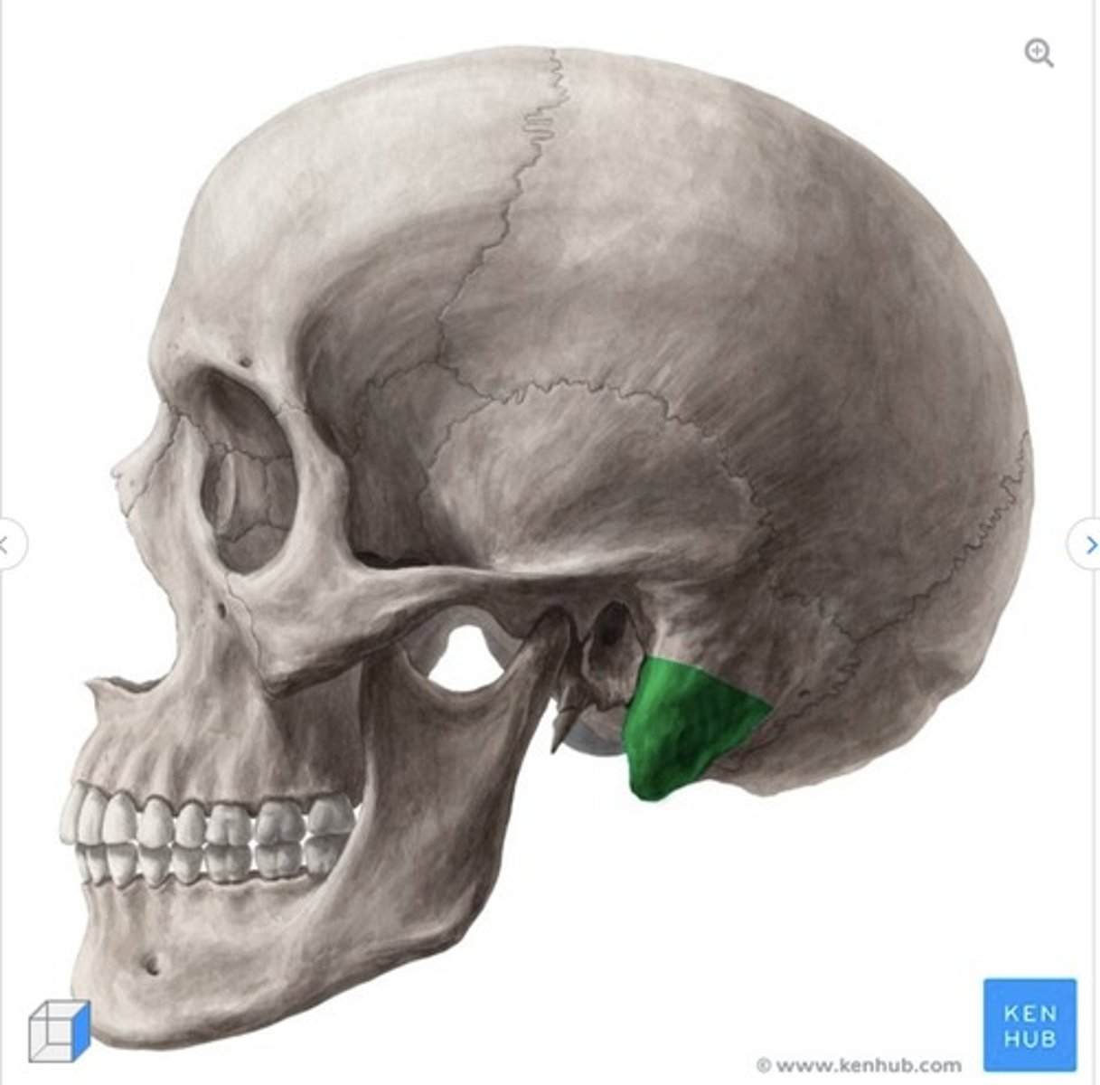 <p>what is this called and what bone is it on?</p>
