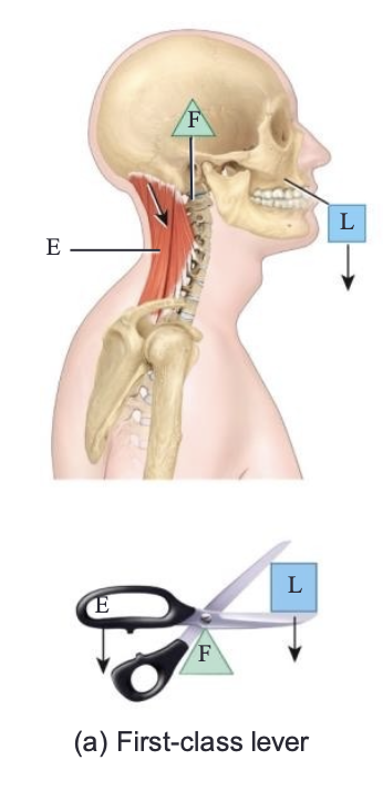 <p>First class lever (EFL)</p><p><strong>The fulcrum is between</strong> the effort and the load</p><p>Mechanical advantage / disadvantage</p>