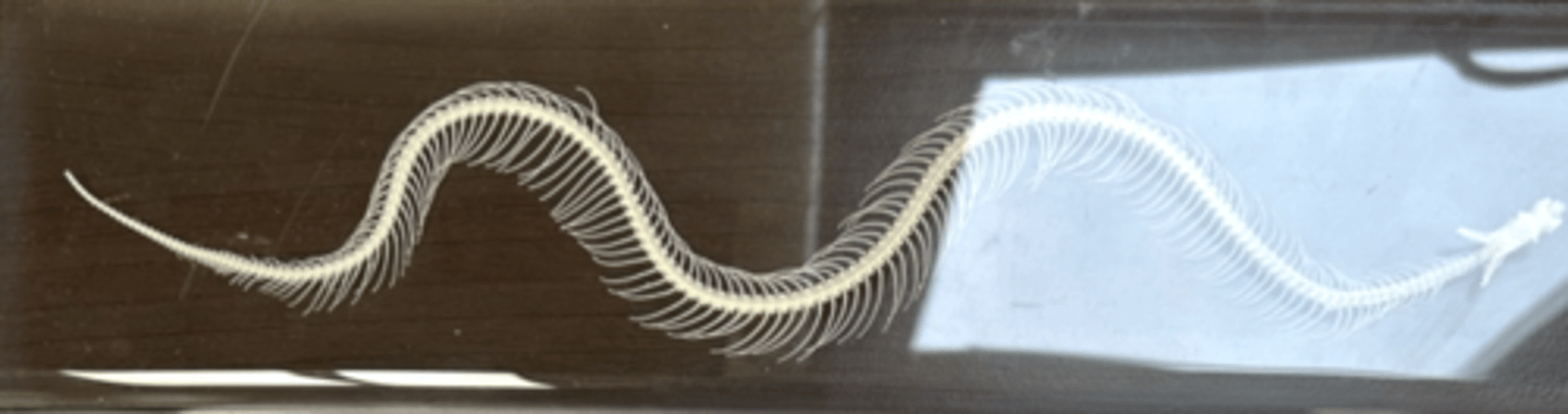 <p>what snake is this skeleton from</p>