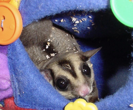 <p>What small mammal pet is the species P. breviceps, is found in Australia, is arboreal, and is nocturnal? They are omnivorous.</p>